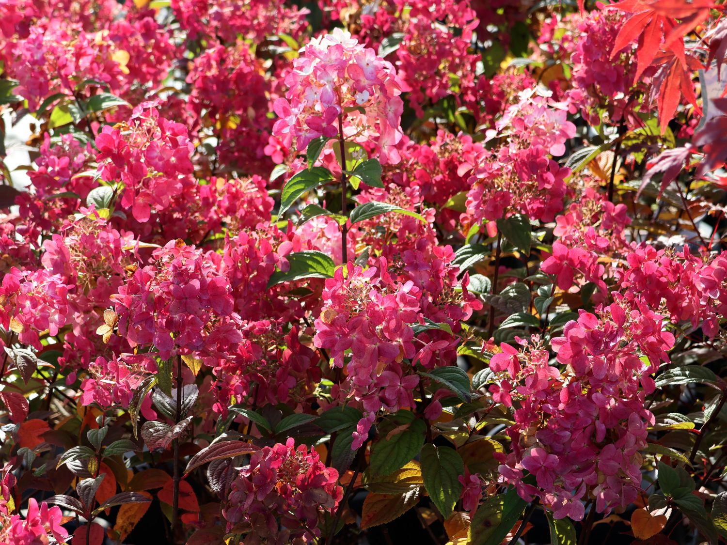 Rispenhortensie PROVEN WINNERS ® 'Fire Light' - Hydrangea paniculata PROVEN WINNERS ® 'Fire Light'