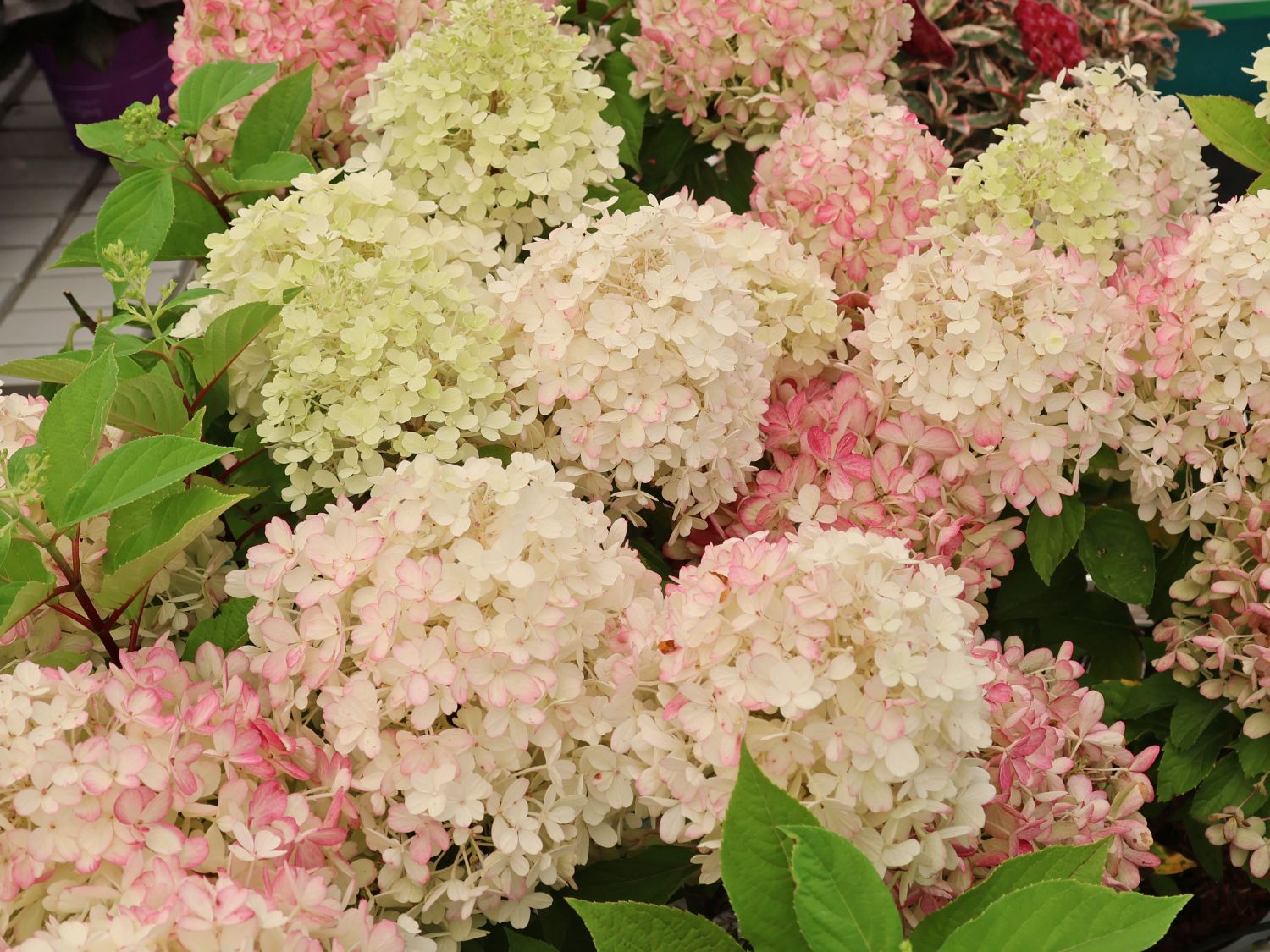 Rispenhortensie PROVEN WINNERS ® 'Fire Light Tiny Bit' ®