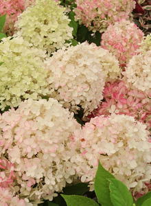 Rispenhortensie PROVEN WINNERS ® 'Fire Light Tiny Bit' ®