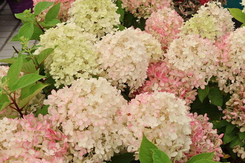 Rispenhortensie PROVEN WINNERS ® 'Fire Light Tiny Bit' ® - Hydrangea paniculata PROVEN WINNERS ® 'Fire Light Tiny Bit' ®