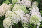 Rispenhortensie PROVEN WINNERS ® 'Fire Light Tiny Bit' ® - Hydrangea paniculata PROVEN WINNERS ® 'Fire Light Tiny Bit' ®
