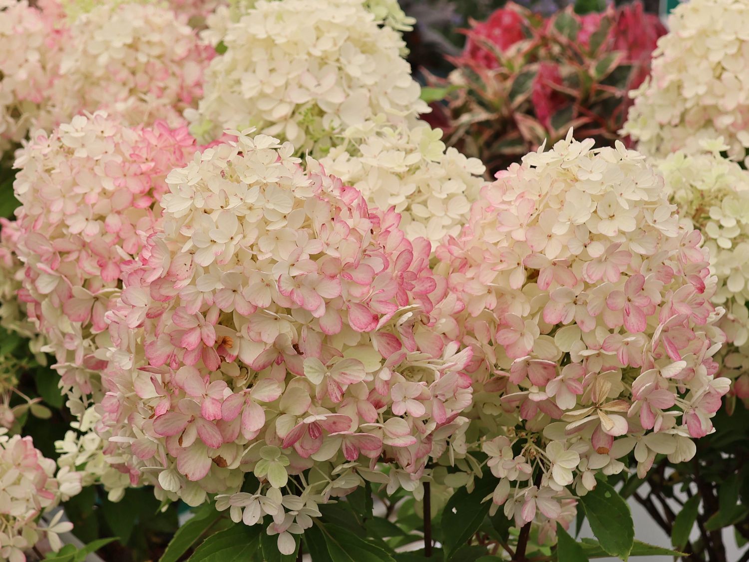 Rispenhortensie PROVEN WINNERS ® 'Fire Light Tiny Bit' ® - Hydrangea paniculata PROVEN WINNERS ® 'Fire Light Tiny Bit' ®