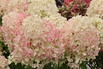 Rispenhortensie PROVEN WINNERS ® 'Fire Light Tiny Bit' ® - Hydrangea paniculata PROVEN WINNERS ® 'Fire Light Tiny Bit' ®