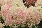 Rispenhortensie PROVEN WINNERS ® 'Fire Light Tiny Bit' ® - Hydrangea paniculata PROVEN WINNERS ® 'Fire Light Tiny Bit' ®
