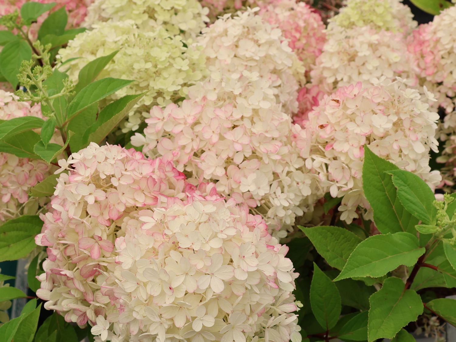 Rispenhortensie PROVEN WINNERS ® 'Fire Light Tiny Bit' ® - Hydrangea paniculata PROVEN WINNERS ® 'Fire Light Tiny Bit' ®