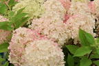 Rispenhortensie PROVEN WINNERS ® 'Fire Light Tiny Bit' ® - Hydrangea paniculata PROVEN WINNERS ® 'Fire Light Tiny Bit' ®