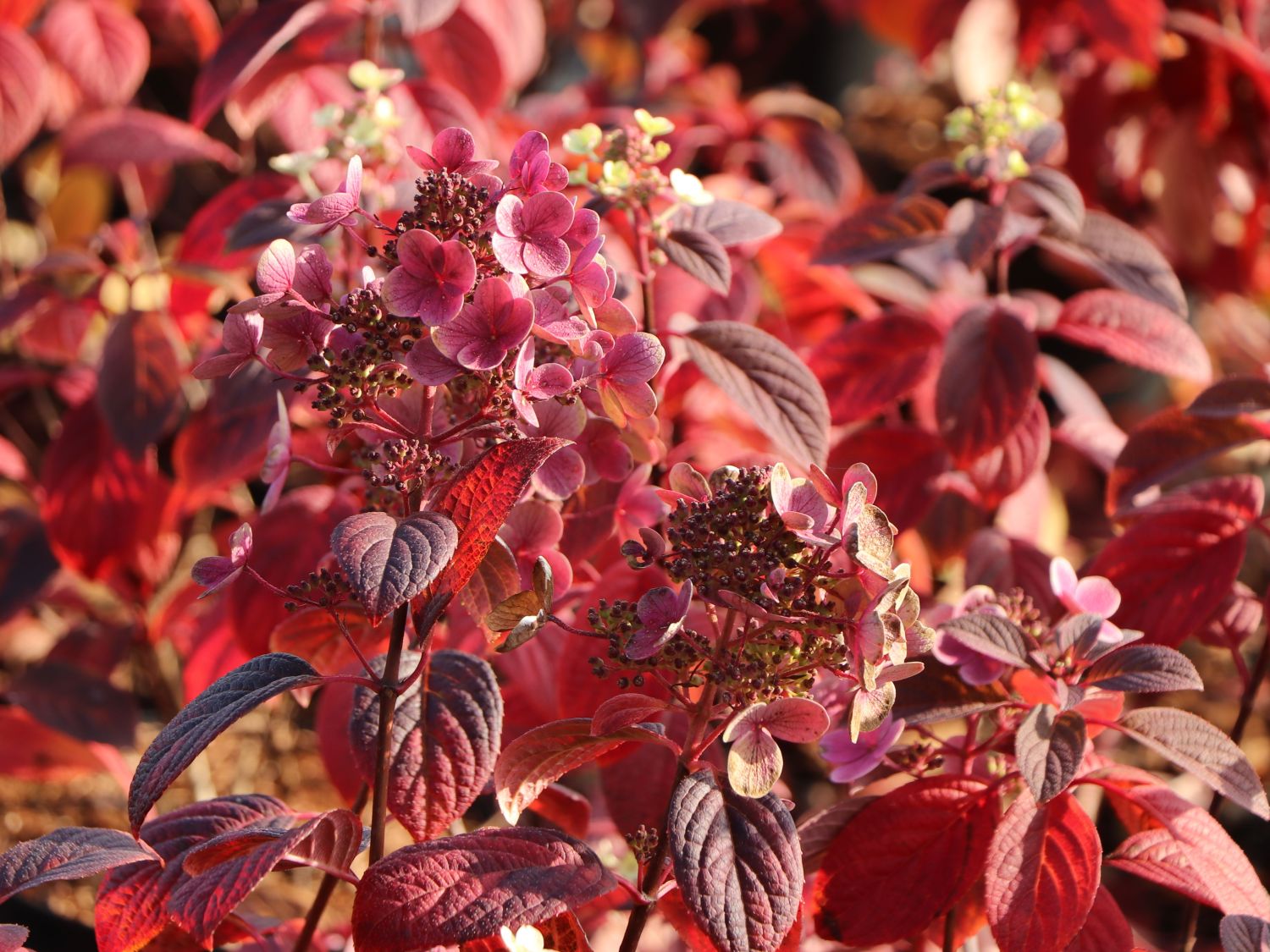 Rispenhortensie PROVEN WINNERS ® 'Little Quick Fire' ® - Hydrangea paniculata PROVEN WINNERS ® 'Little Quick Fire' ®