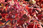 Rispenhortensie PROVEN WINNERS ® 'Little Quick Fire' ® - Hydrangea paniculata PROVEN WINNERS ® 'Little Quick Fire' ®