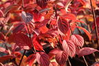 Rispenhortensie PROVEN WINNERS ® 'Little Quick Fire' ® - Hydrangea paniculata PROVEN WINNERS ® 'Little Quick Fire' ®