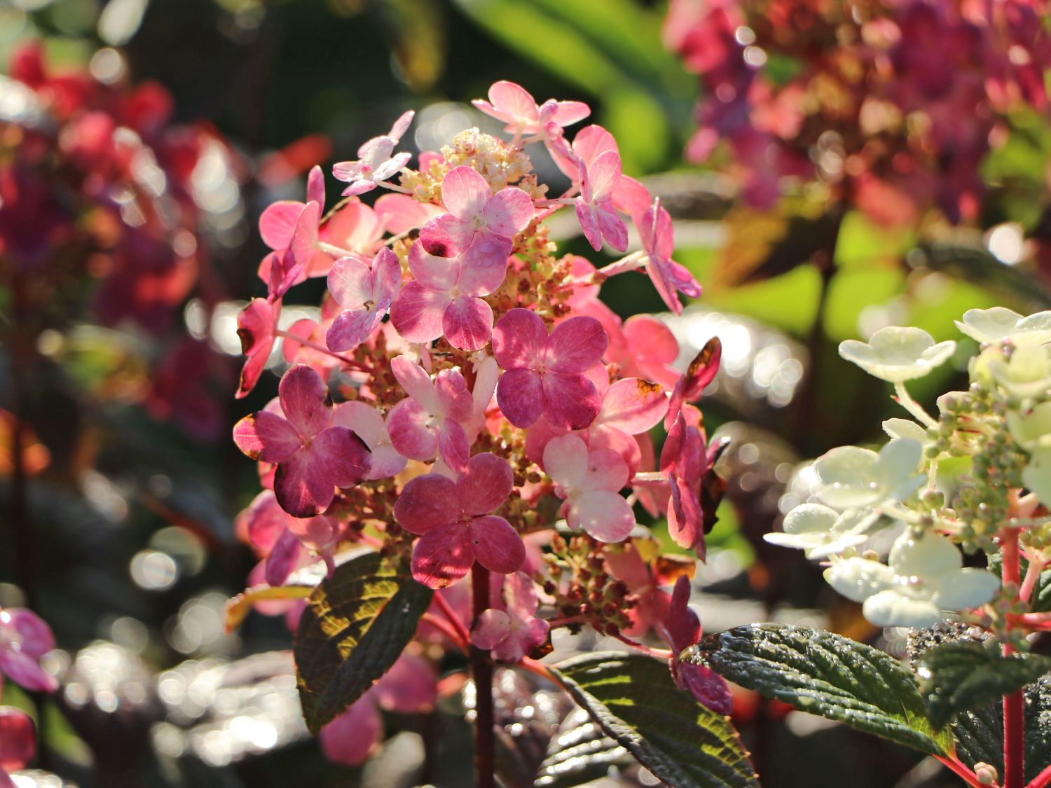 Rispenhortensie PROVEN WINNERS ® 'Little Quick Fire' ® - Hydrangea paniculata PROVEN WINNERS ® 'Little Quick Fire' ®