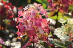 Rispenhortensie PROVEN WINNERS ® 'Little Quick Fire' ® - Hydrangea paniculata PROVEN WINNERS ® 'Little Quick Fire' ®