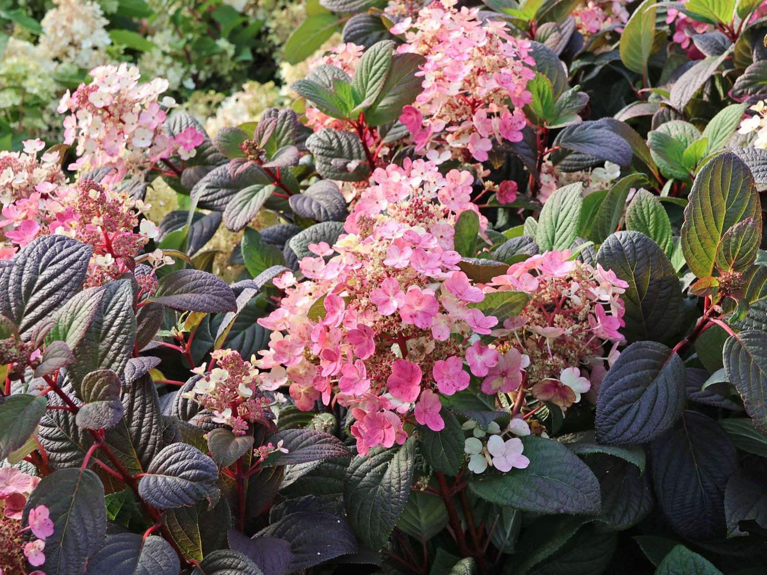 Rispenhortensie PROVEN WINNERS ® 'Little Quick Fire' ® - Hydrangea paniculata PROVEN WINNERS ® 'Little Quick Fire' ®