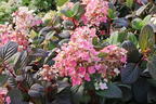 Rispenhortensie PROVEN WINNERS ® 'Little Quick Fire' ® - Hydrangea paniculata PROVEN WINNERS ® 'Little Quick Fire' ®