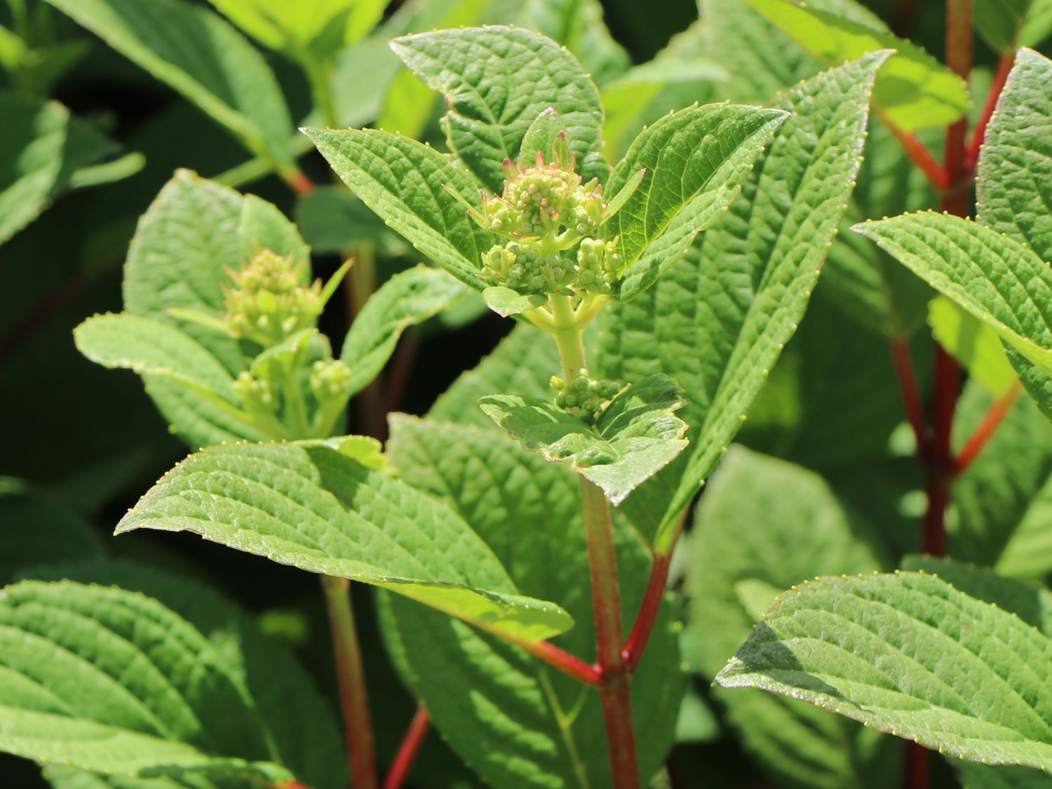 Rispenhortensie PROVEN WINNERS ® 'Little Quick Fire' ® - Hydrangea paniculata PROVEN WINNERS ® 'Little Quick Fire' ®