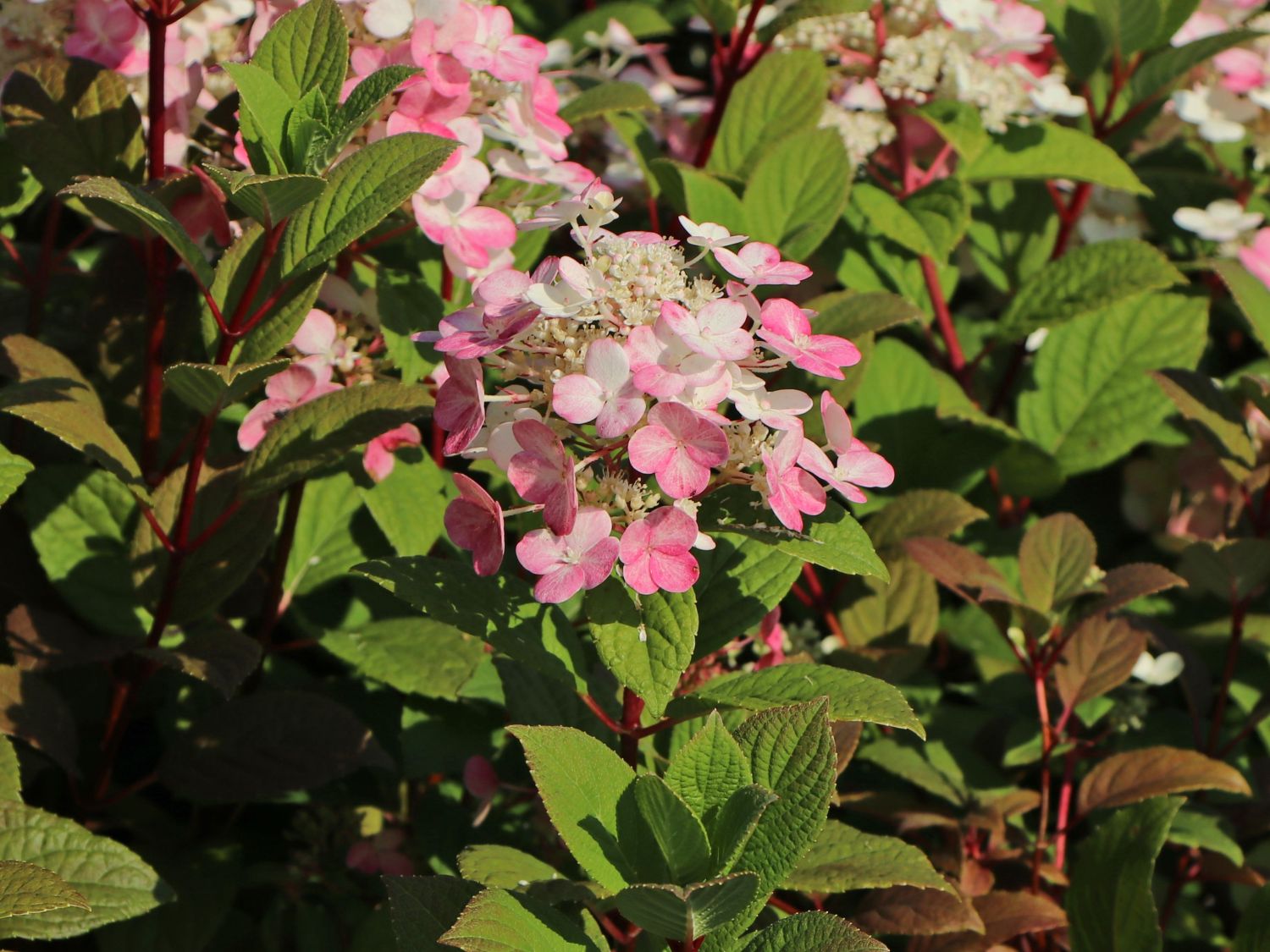 Rispenhortensie PROVEN WINNERS ® 'Little Quick Fire' ® - Hydrangea paniculata PROVEN WINNERS ® 'Little Quick Fire' ®