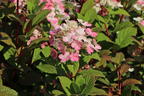 Rispenhortensie PROVEN WINNERS ® 'Little Quick Fire' ® - Hydrangea paniculata PROVEN WINNERS ® 'Little Quick Fire' ®
