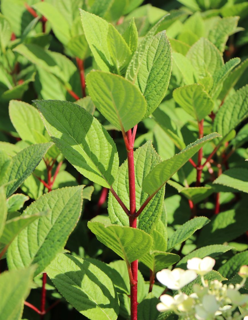 Rispenhortensie PROVEN WINNERS ® 'Little Quick Fire' ® - Hydrangea paniculata PROVEN WINNERS ® 'Little Quick Fire' ®