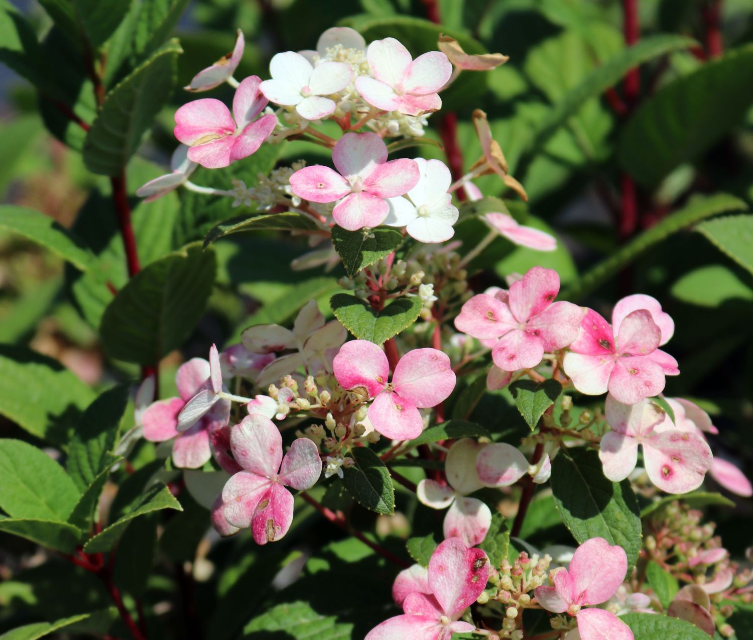 Rispenhortensie PROVEN WINNERS ® 'Little Quick Fire' ® - Hydrangea paniculata PROVEN WINNERS ® 'Little Quick Fire' ®