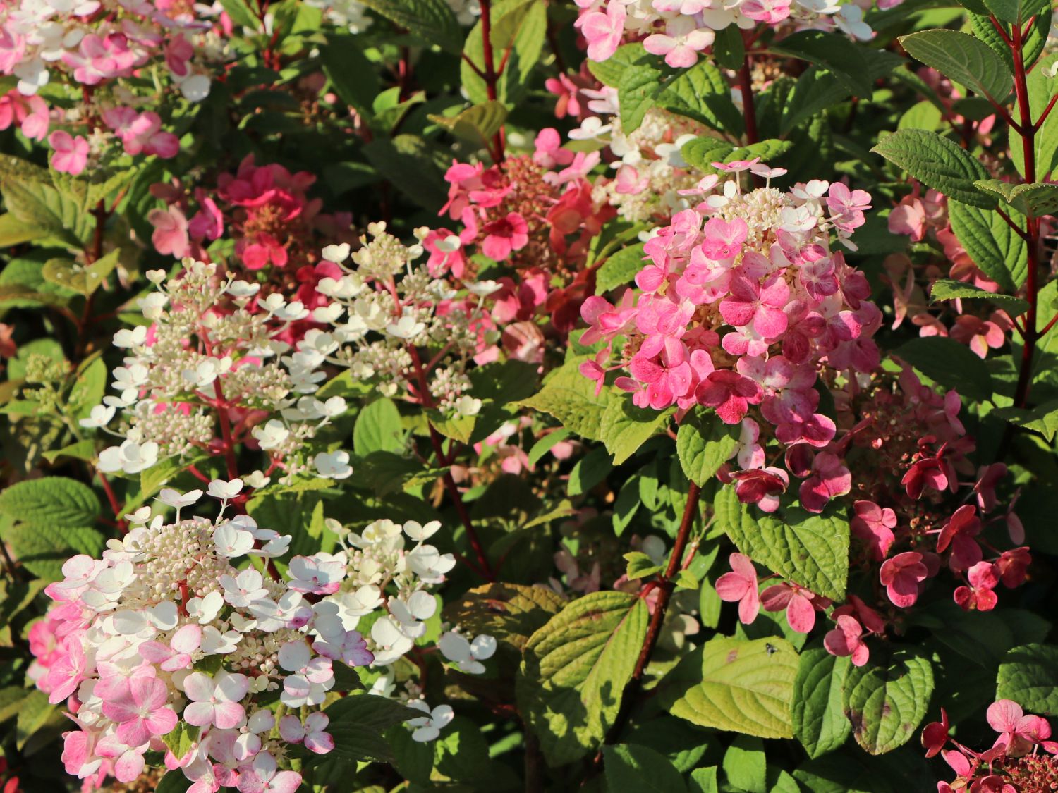 Rispenhortensie PROVEN WINNERS ® 'Little Quick Fire' ® - Hydrangea paniculata PROVEN WINNERS ® 'Little Quick Fire' ®