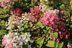 Rispenhortensie PROVEN WINNERS ® 'Little Quick Fire' ® - Hydrangea paniculata PROVEN WINNERS ® 'Little Quick Fire' ®