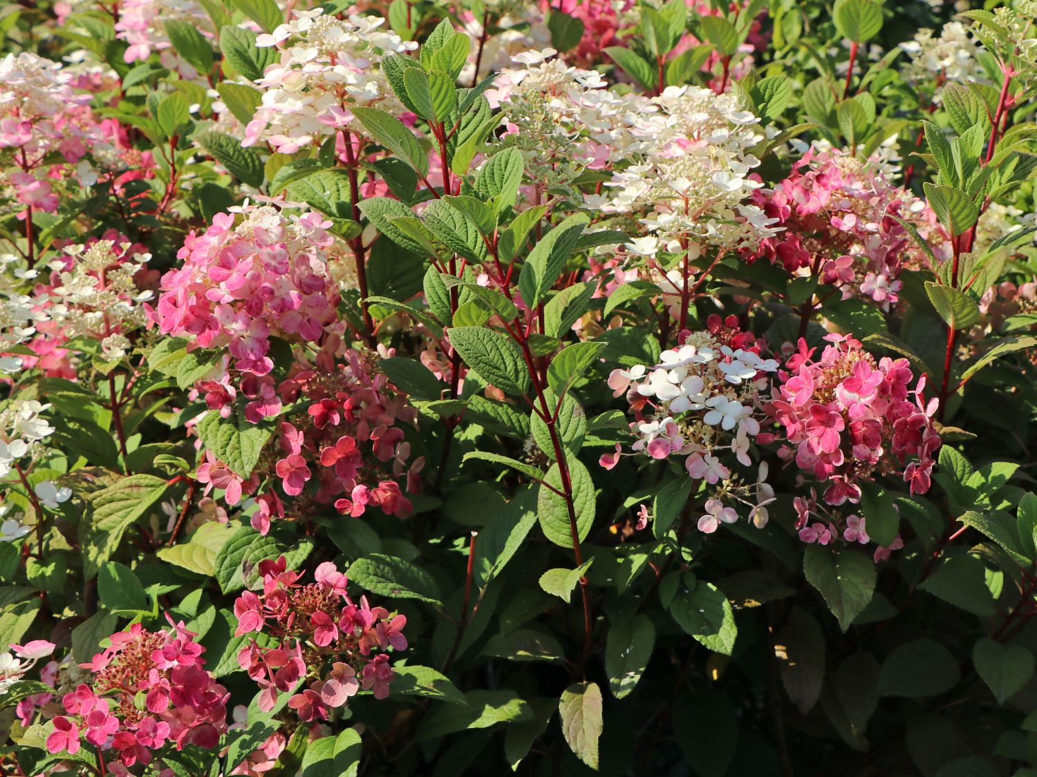 Rispenhortensie PROVEN WINNERS ® 'Little Quick Fire' ® - Hydrangea paniculata PROVEN WINNERS ® 'Little Quick Fire' ®
