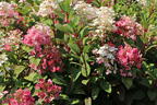 Rispenhortensie PROVEN WINNERS ® 'Little Quick Fire' ® - Hydrangea paniculata PROVEN WINNERS ® 'Little Quick Fire' ®