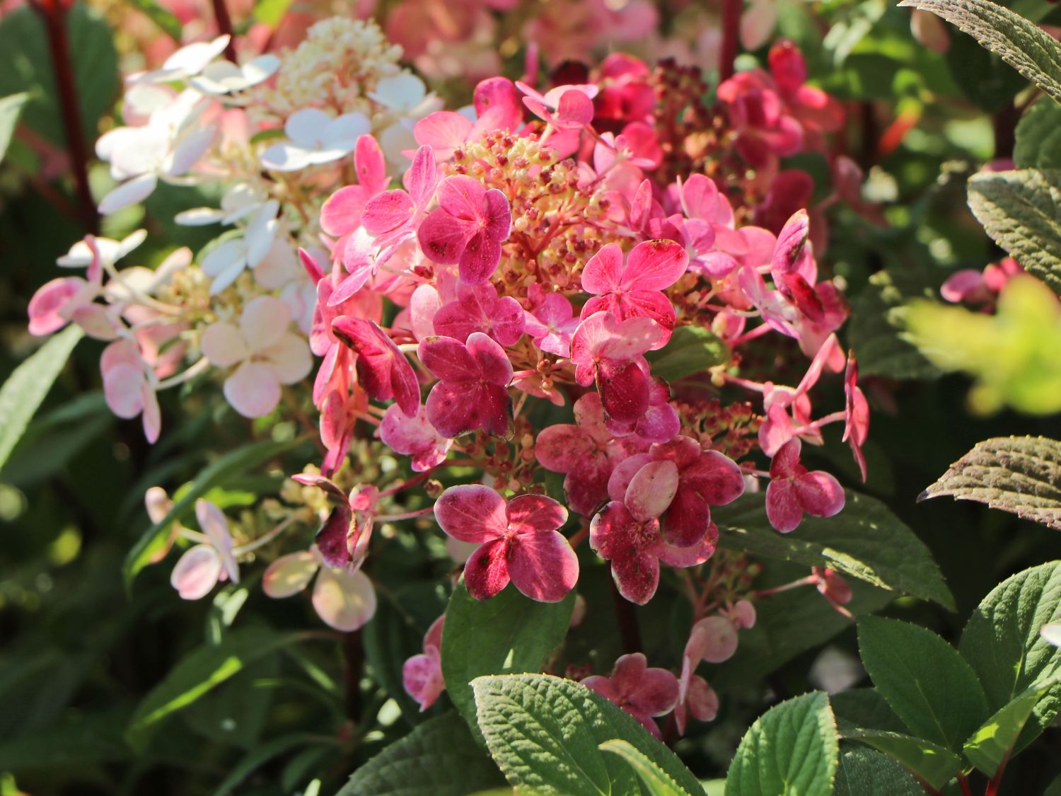 Rispenhortensie PROVEN WINNERS ® 'Little Quick Fire' ® - Hydrangea paniculata PROVEN WINNERS ® 'Little Quick Fire' ®