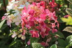 Rispenhortensie PROVEN WINNERS ® 'Little Quick Fire' ® - Hydrangea paniculata PROVEN WINNERS ® 'Little Quick Fire' ®