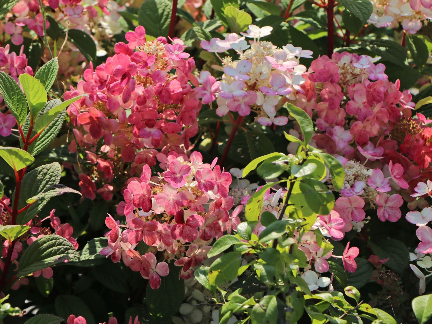 Rispenhortensie PROVEN WINNERS ® 'Little Quick Fire' ® - Hydrangea paniculata PROVEN WINNERS ® 'Little Quick Fire' ®