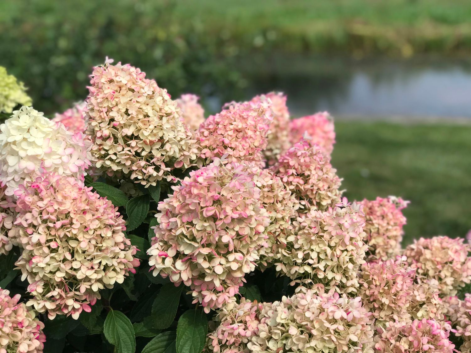 Rispenhortensie PROVEN WINNERS ® 'Pinkachu'® - Hydrangea paniculata PROVEN WINNERS ® 'Pinkachu'®