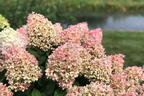Rispenhortensie PROVEN WINNERS ® 'Pinkachu'® - Hydrangea paniculata PROVEN WINNERS ® 'Pinkachu'®