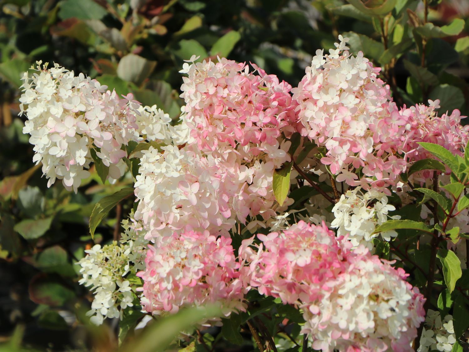 Rispenhortensie PROVEN WINNERS ® 'Pinkachu'® - Hydrangea paniculata PROVEN WINNERS ® 'Pinkachu'®