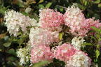 Rispenhortensie PROVEN WINNERS ® 'Pinkachu'® - Hydrangea paniculata PROVEN WINNERS ® 'Pinkachu'®