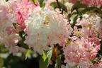 Rispenhortensie PROVEN WINNERS ® 'Pinkachu'® - Hydrangea paniculata PROVEN WINNERS ® 'Pinkachu'®