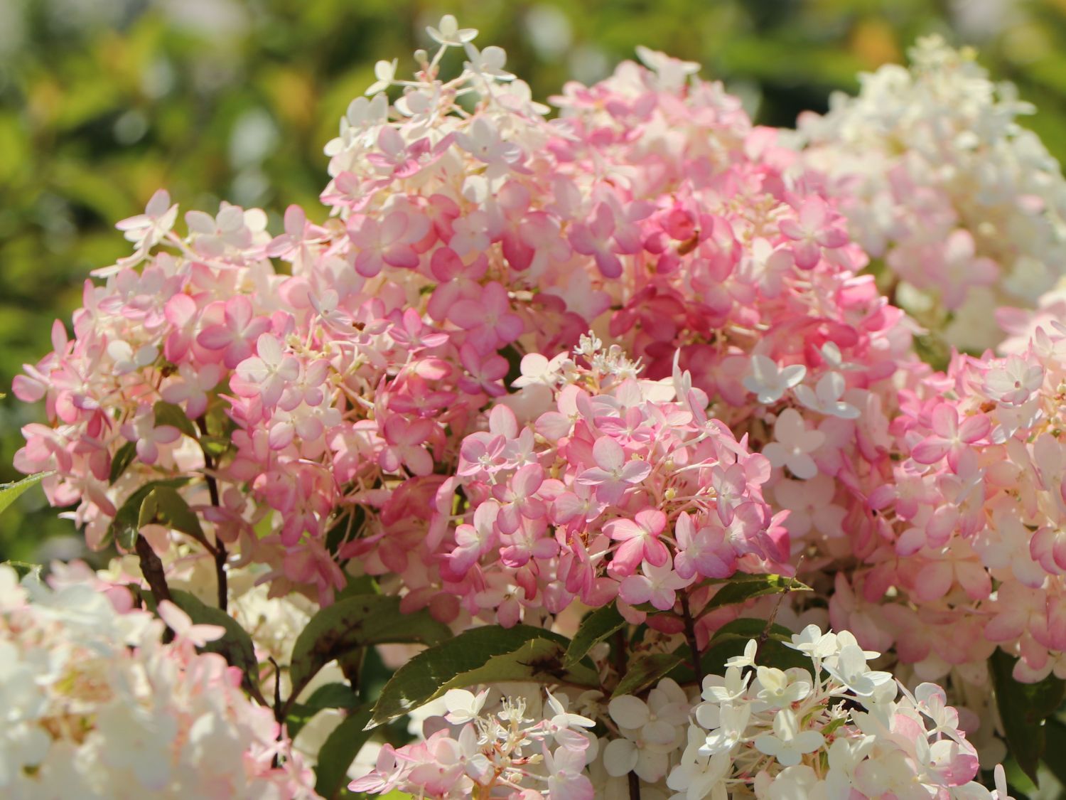 Rispenhortensie PROVEN WINNERS ® 'Pinkachu'® - Hydrangea paniculata PROVEN WINNERS ® 'Pinkachu'®