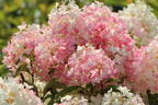 Rispenhortensie PROVEN WINNERS ® 'Pinkachu'® - Hydrangea paniculata PROVEN WINNERS ® 'Pinkachu'®
