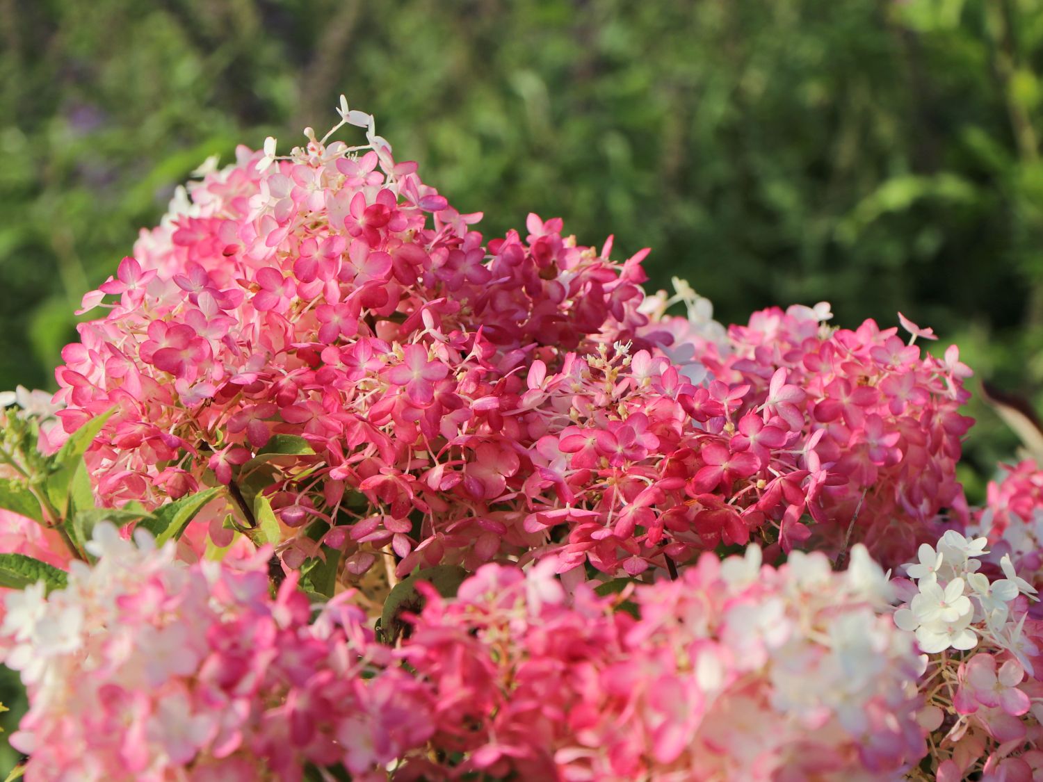 Rispenhortensie PROVEN WINNERS ® 'Pinkachu'® - Hydrangea paniculata PROVEN WINNERS ® 'Pinkachu'®