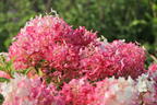 Rispenhortensie PROVEN WINNERS ® 'Pinkachu'® - Hydrangea paniculata PROVEN WINNERS ® 'Pinkachu'®