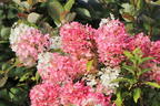 Rispenhortensie PROVEN WINNERS ® 'Pinkachu'® - Hydrangea paniculata PROVEN WINNERS ® 'Pinkachu'®