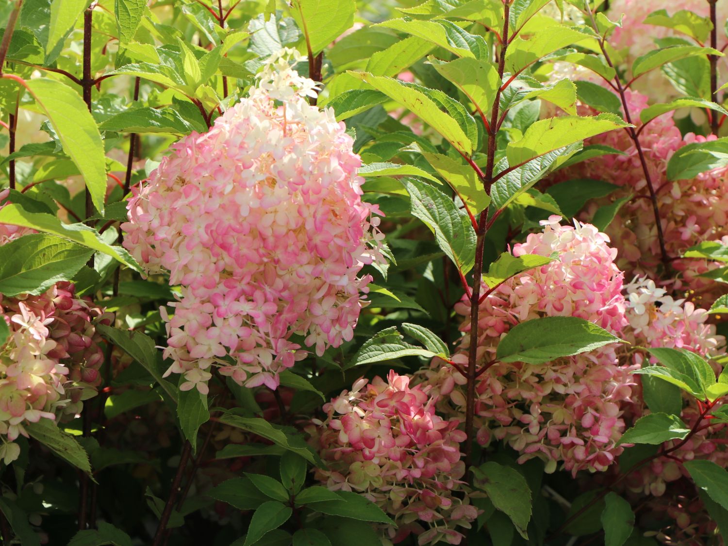Rispenhortensie PROVEN WINNERS ® 'Pinkachu'® - Hydrangea paniculata PROVEN WINNERS ® 'Pinkachu'®