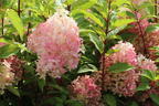 Rispenhortensie PROVEN WINNERS ® 'Pinkachu'® - Hydrangea paniculata PROVEN WINNERS ® 'Pinkachu'®