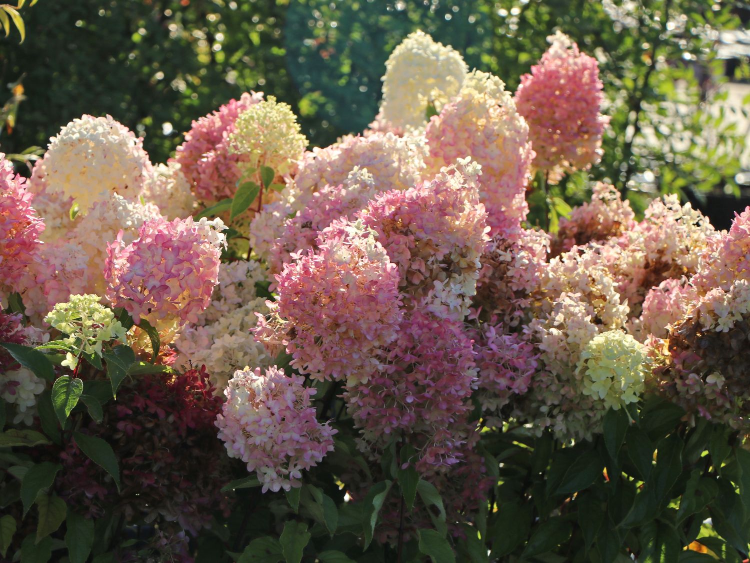 Rispenhortensie PROVEN WINNERS ® 'Pinkachu'® - Hydrangea paniculata PROVEN WINNERS ® 'Pinkachu'®