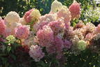 Rispenhortensie PROVEN WINNERS ® 'Pinkachu'® - Hydrangea paniculata PROVEN WINNERS ® 'Pinkachu'®