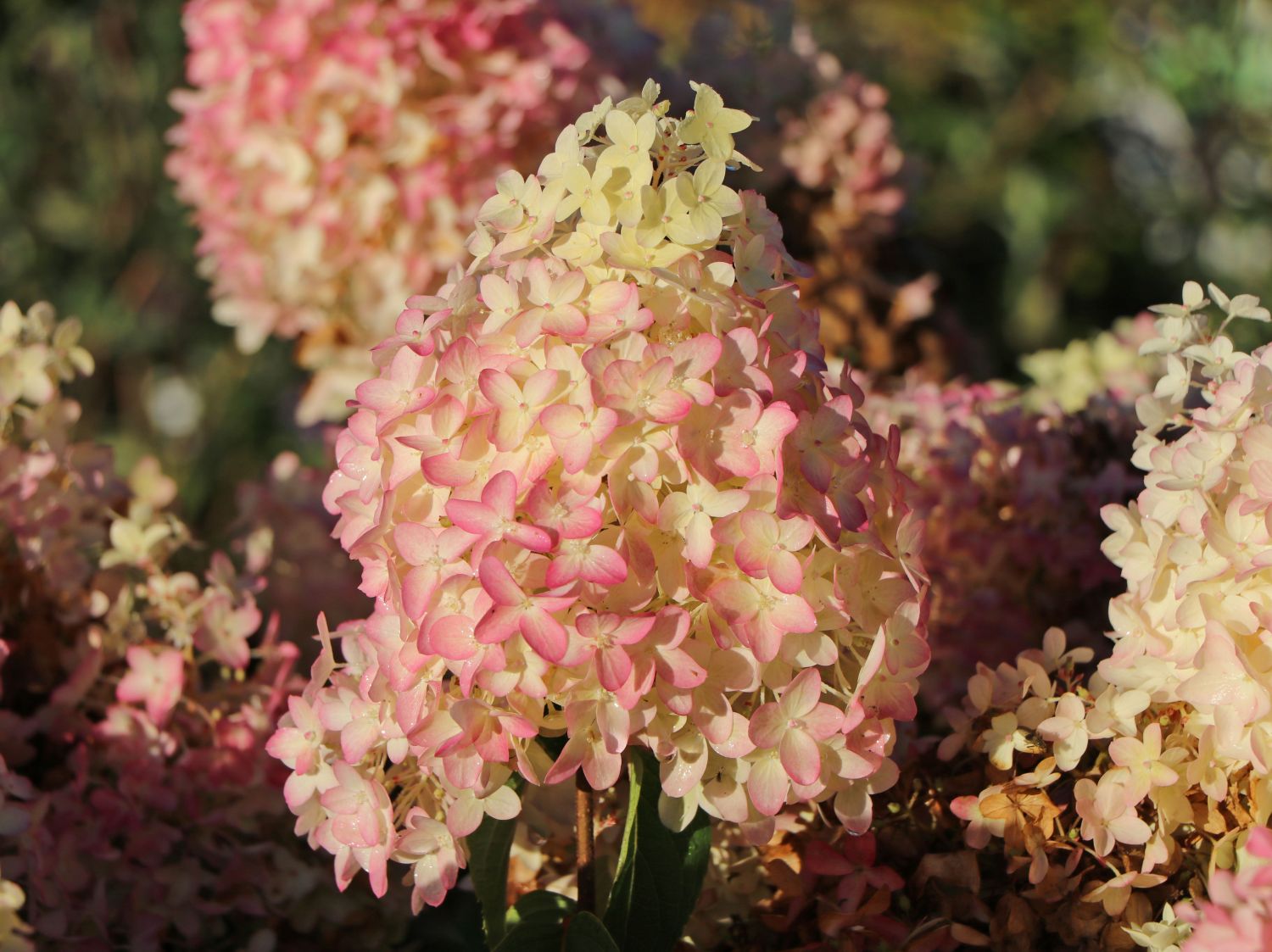 Rispenhortensie PROVEN WINNERS ® 'Pinkachu'® - Hydrangea paniculata PROVEN WINNERS ® 'Pinkachu'®