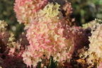 Rispenhortensie PROVEN WINNERS ® 'Pinkachu'® - Hydrangea paniculata PROVEN WINNERS ® 'Pinkachu'®