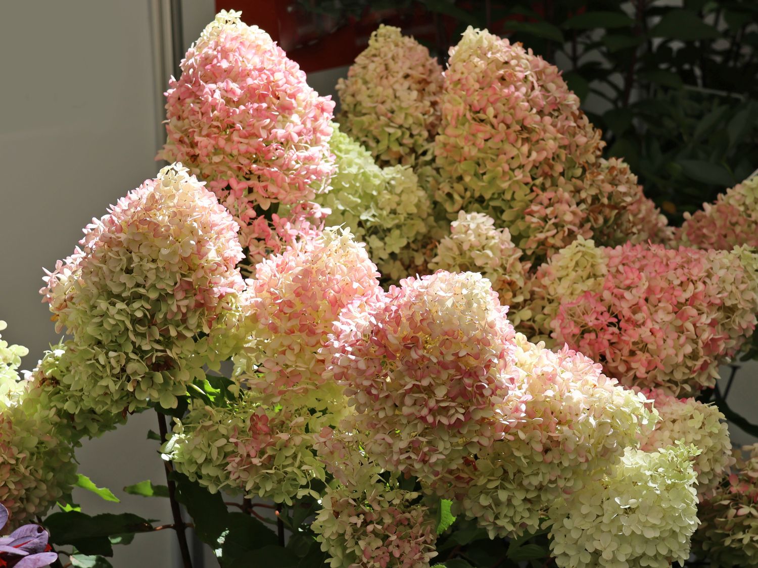 Rispenhortensie PROVEN WINNERS ® 'Pinkachu'® - Hydrangea paniculata PROVEN WINNERS ® 'Pinkachu'®