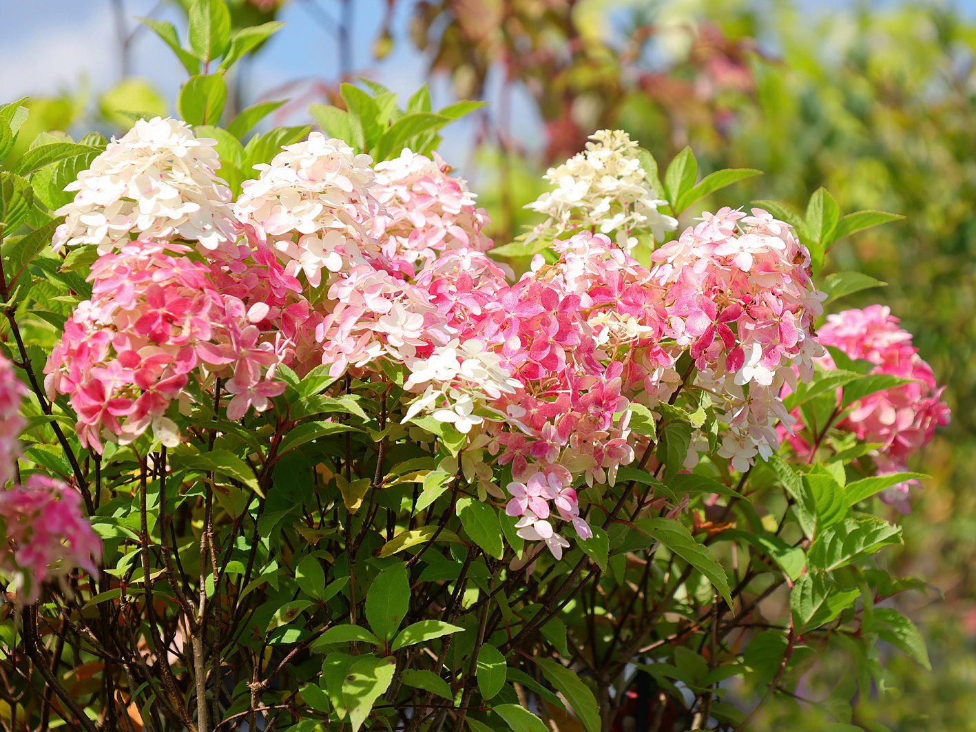 Rispenhortensie PROVEN WINNERS ® 'Quick Fire Fab' ®