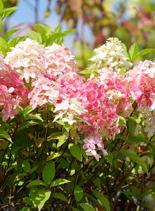 Rispenhortensie PROVEN WINNERS ® 'Quick Fire Fab' ®