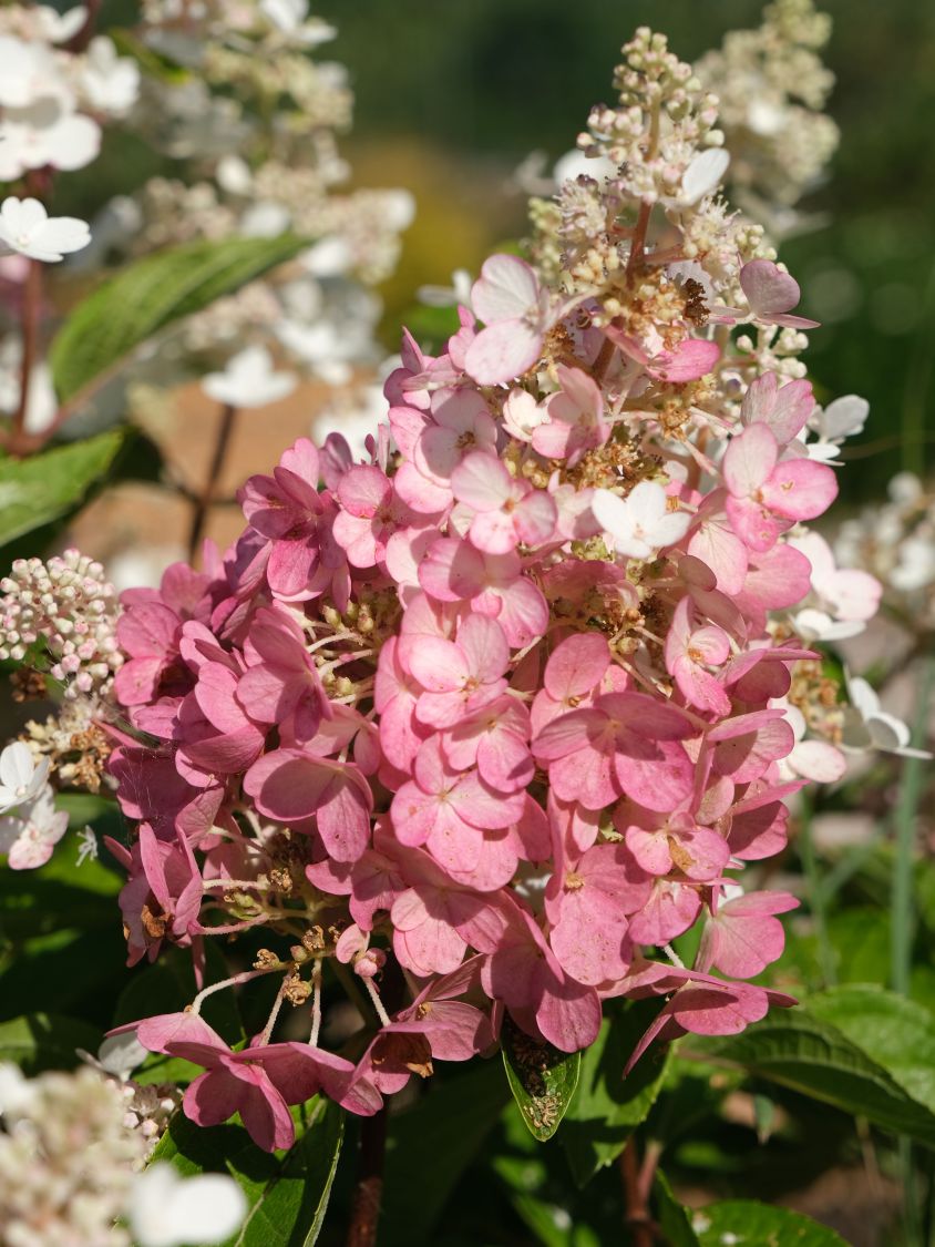 Rispenhortensie Royal Majestics 'Baby Lace' - Hydrangea paniculata Royal Majestics 'Baby Lace'