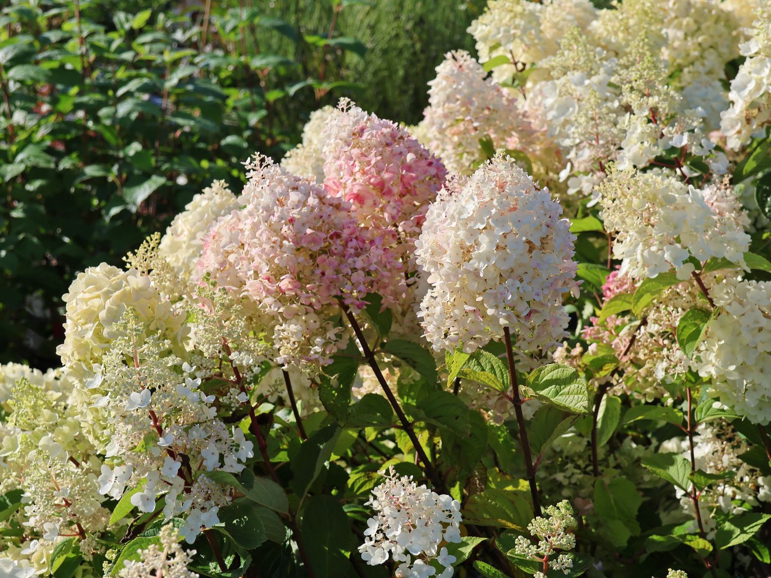 Rispenhortensie Royal Majestics 'Baby Lace' - Hydrangea paniculata Royal Majestics 'Baby Lace'
